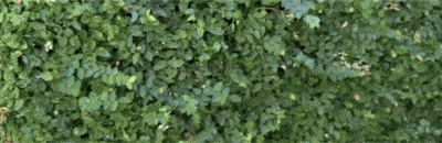 Sky Viper Dash Nano Drone